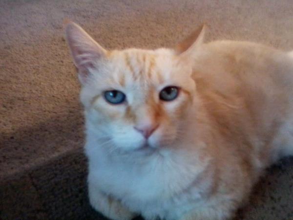 /Images/uploads/Humane Society of Utah/HSU2018/entries/4111thumb.jpg